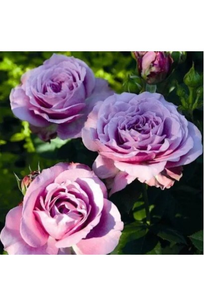Hybrid tea rose Blue Sky Free